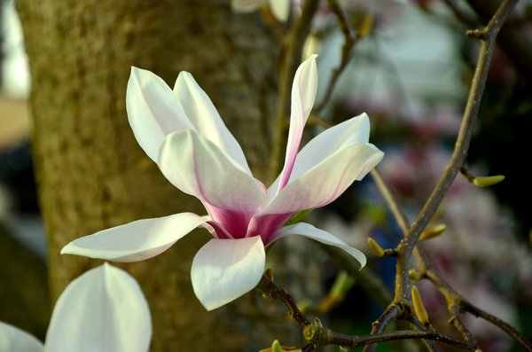 Sommer-Magnolie Magnolia siboldii