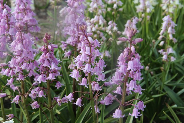 Hyacinthoides hispanica Rosea