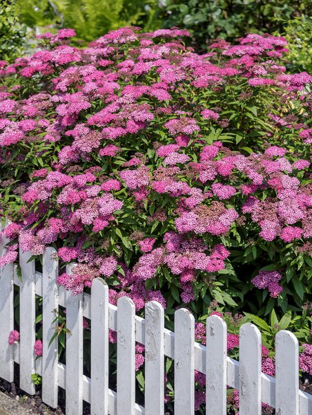 Sommer-Spiere Spiraea japonica Anthony Waterer
