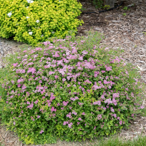 Spiraea japonica Little Princess, Sommerspiere