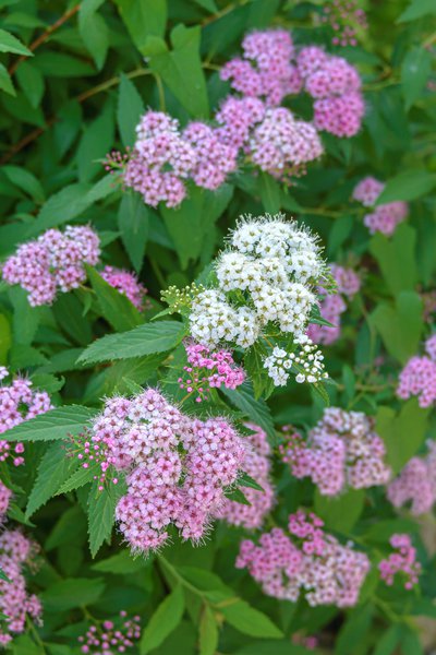 Sommerspiere Spiraea japonica Genpei Shirobana