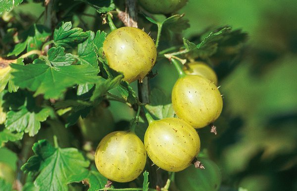 Stachelbeeren schneiden Lady Sun Lubera