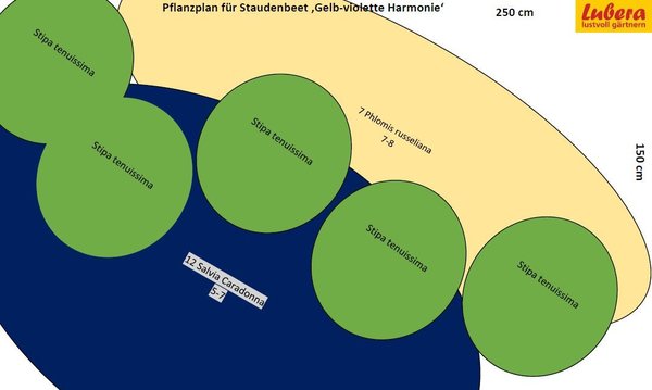 Staudenbeet Pflanzplan gelb-violette Harmonie, Lubera