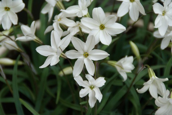 Ipheion 'Alberto Castillo'