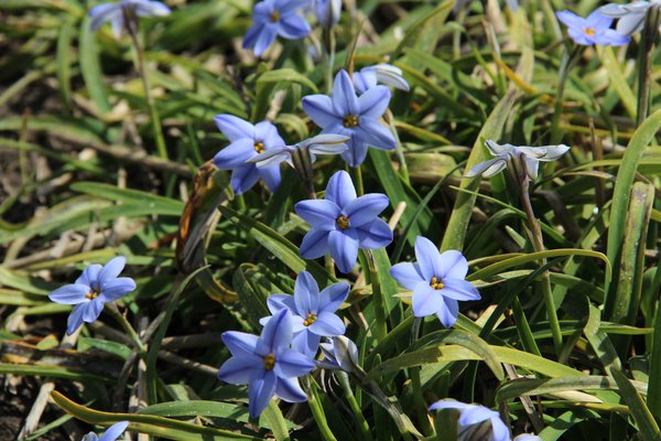 Ipheion uniflorum 'Rolf Fiedler'