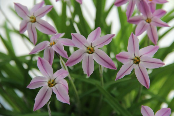 Ipheion uniflorum 'Tessa'