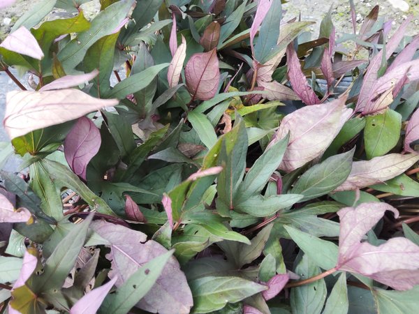 Zier-Süsskartoffel, Sugabeauty® 'Orange Lady'®, Ipomoea batatas Zier-Süsskartoffel, Sugabeauty® 'Orange Lady'®, Ipomoea batatas