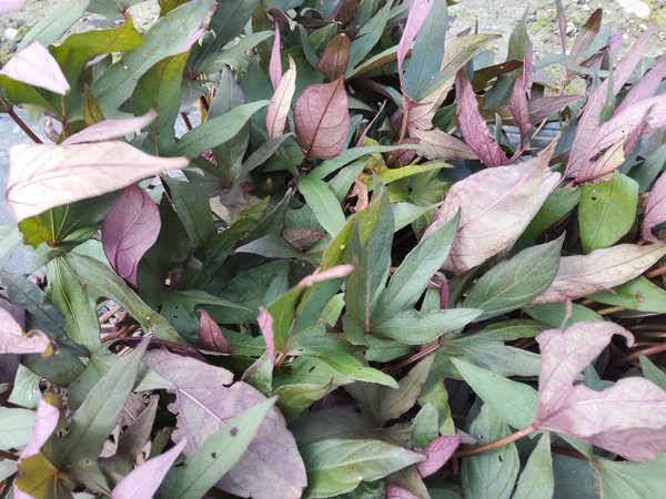 Zier-Ssskartoffel, Sugabeauty 'Orange Lady', Ipomoea batatas