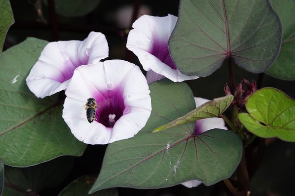 Ziers�sskartoffel Sugabeatuy 'Blooming Lady', Ipomoea batatas