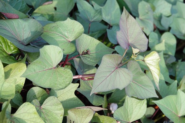 Ziers&uuml;sskartoffel Sugabeatuy 'Blooming Lady', Ipomoea batatas