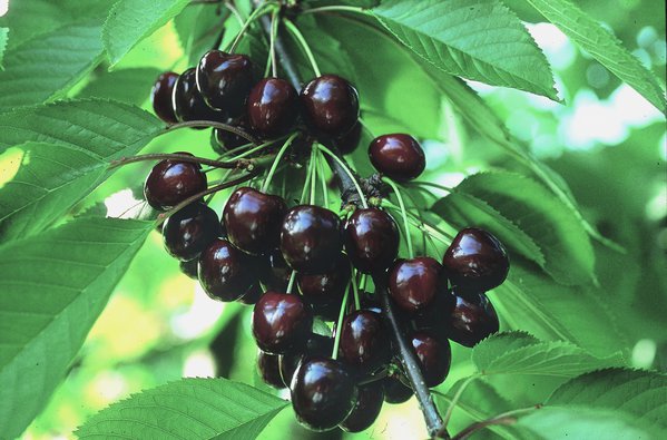 Süsskirsche 'Giorgia' Prunus avium 'Giorgia'