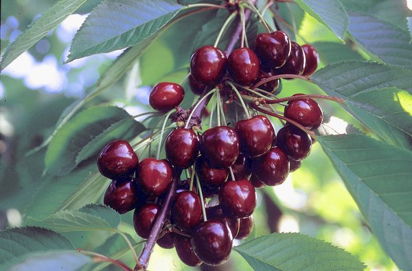 Kirschbaum pflanzen Prunus avium Regina Lubera