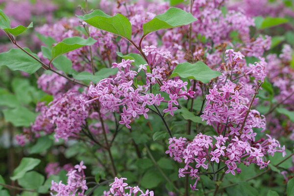 Zwergflieder Stämmchen, Syringa Bloomerang Dark Purple, Blüte im April, Blütenstrauch Zwergflieder Stämmchen, Syringa Bloomerang Dark Purple, Blüte im April, Blütenstrauch