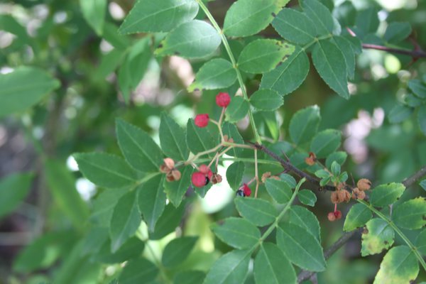 Szechuan Pfeffer Pflanze Zanthoxylum americanum