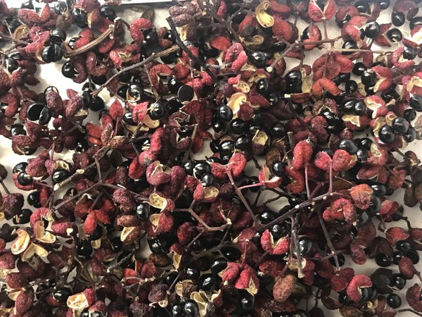 Szechuan Pfeffer Pflanze Zanhoxylum piperitum