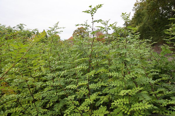 Szechuan Pfeffer Piperitum Lubera.de