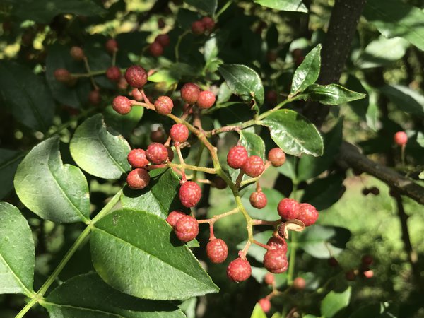 Szechuan Pfeffer Pflanze Zanhoxylum piperitum Szechuan Pfeffer Pflanze Zanhoxylum piperitum