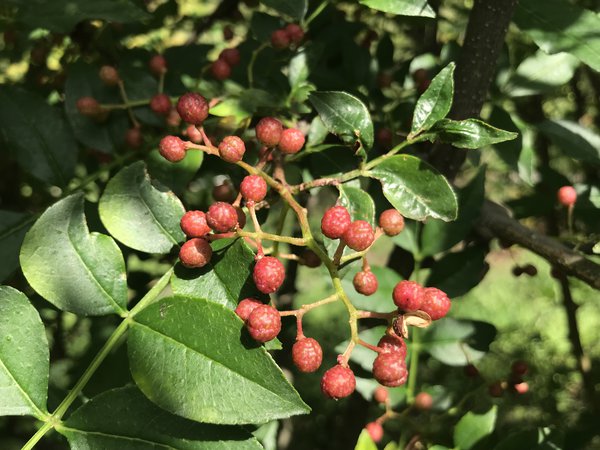 Szechuan Pfeffer Pflanze Zanhoxylum piperitum