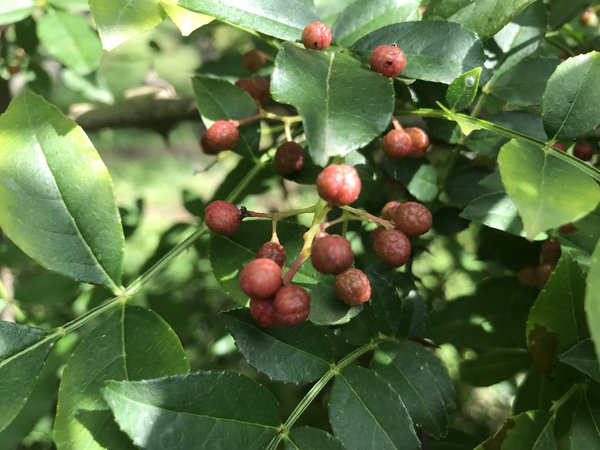 Szechuan Pfeffer Pflanzen Zanhoxylum piperitum