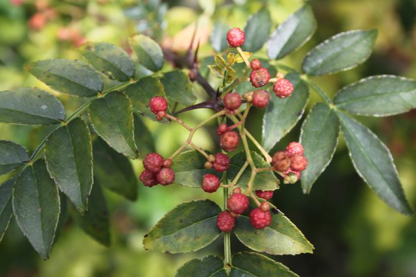 Szechuan Pfeffer Pflanzen Zanthoxylum schinifolium