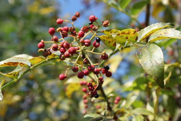Szechuan Pfeffer Schinifolium: Lubera.at