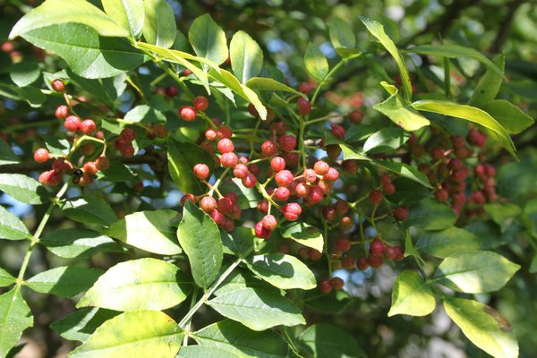 Szechuan Pfeffer Zanthoxylum simulans