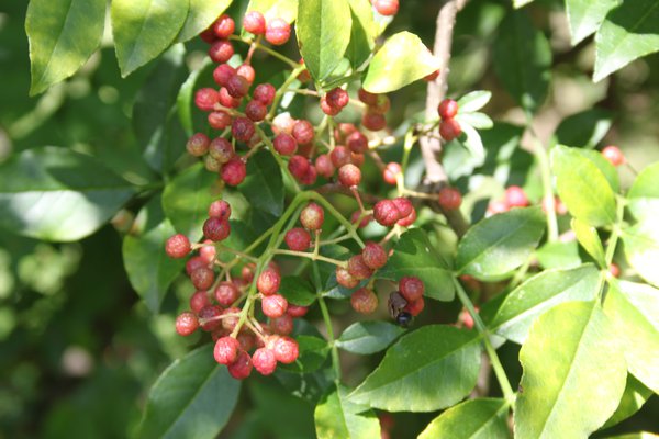 Szechuan Pfeffer Zanthoxylum simulans