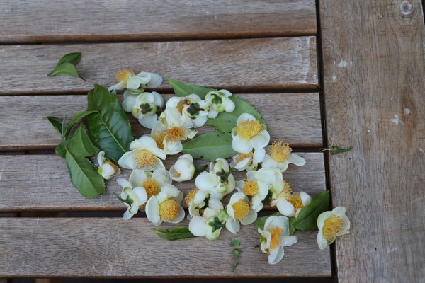 Echter Gartentee Fresh-Tea Camelia sinensis Echter Gartentee Fresh-Tea Camelia sinensis