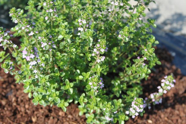 Thymus x citriodorus 'Lemon'