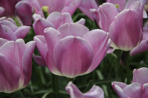 Tulpen Bltezeit Tulpe Magic Lavender Tulipa Magic Lavender Lubera