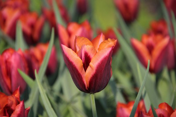 Tulipa Slawa