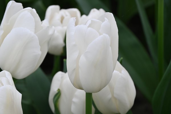 Tulipa White Sensation
