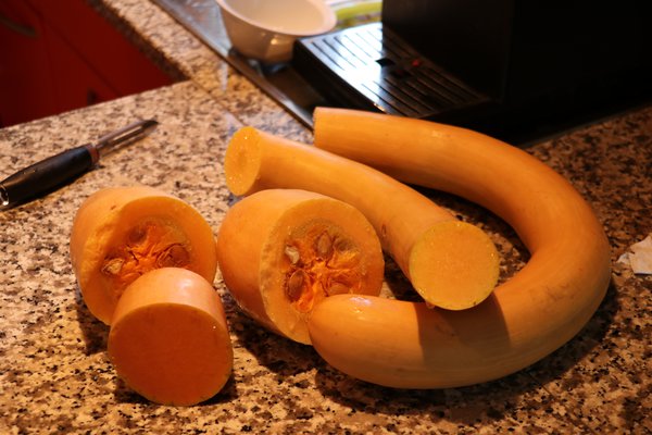 Kürbis, Trompetenkürbis Trombetta die Albegna Cucurbita moschata, Kürbis pflanzen