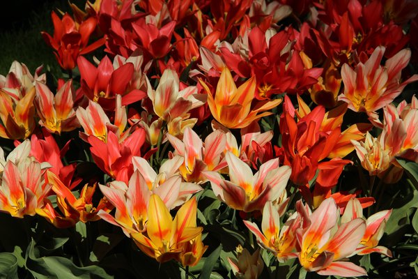 Tulpen-Mischung 'Fun Colors', Tulipa 'Fun Colors'