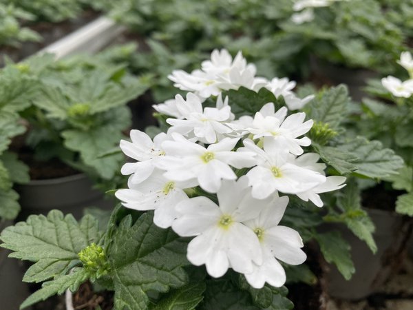 Eisenkraut Weiss, Verbena x hybrida