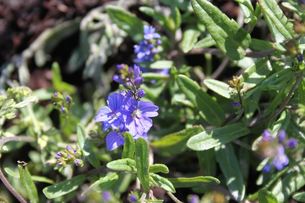 Veronica prostrata (veg)