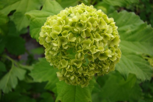 Viburnum opulus 'Roseum', Schneeball, Hinrichs, XXL Pflanzen