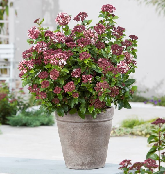 Viburnum tinus Lisarose, Schneeball