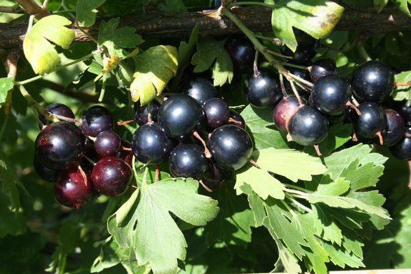 Vierbeere Black Saphir