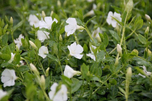 Vinca minor Elias (S)