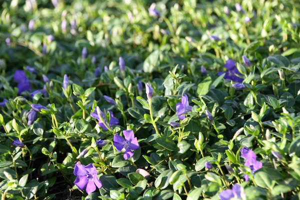 Bodendecker pflanzen und pflegen Vinca minor Marie Immergrün Lubera