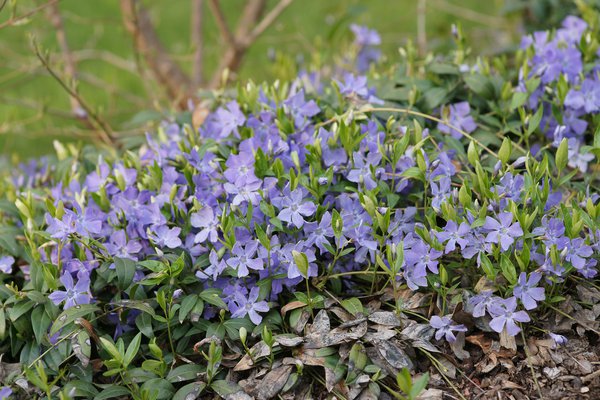 Vinca minor blau, immergrn