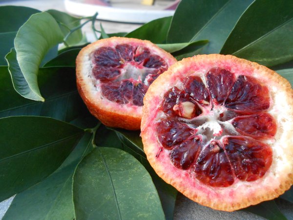 Vollblut-Mandarine Amoa 8 Citrus sinensis x Citrus deliciosa 'Amoa 8'