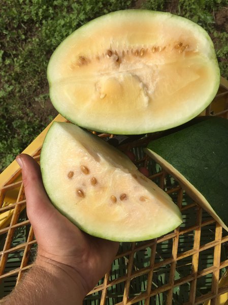 Melonen Aussaat