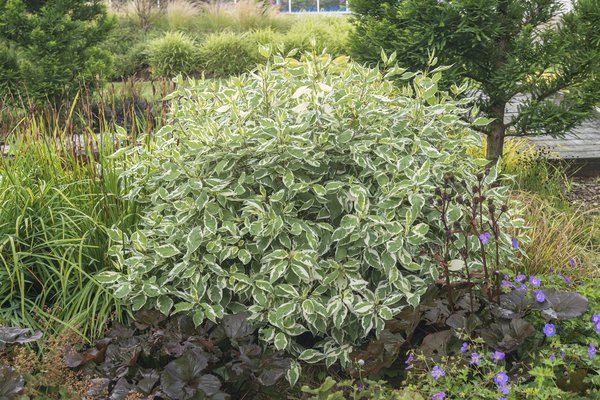 Weissbunter Hartriegel 'Ivory Halo' Cornus alba 'Ivory Halo'