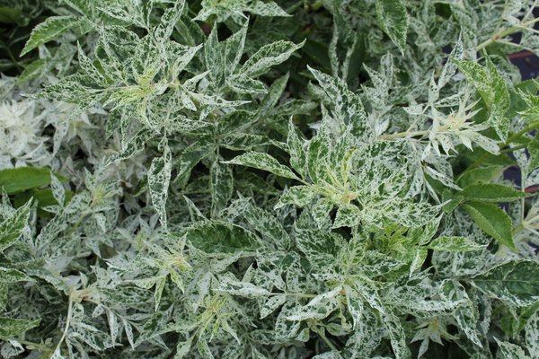 Holunder Sambucus nigra Pulvervecena