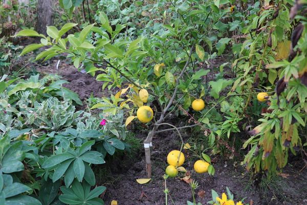 Yuzu Citrus junos im Garten von Bad Zwischenahn