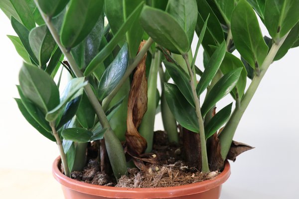 Glücksfeder, Zamioculcas zamiifolia, Zimmerpflanzen umtopfen