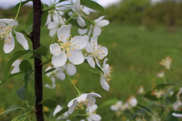 Malus 'Red Juvel'