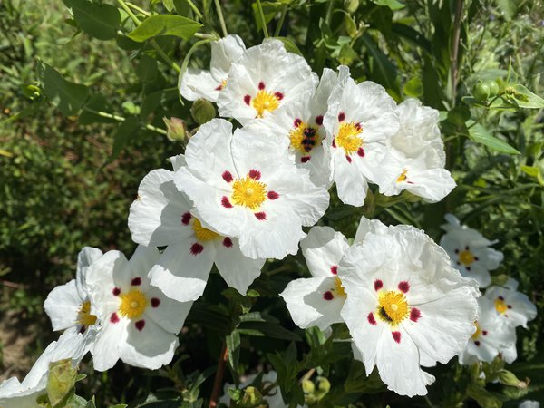 Zistrose 'Decumbens'